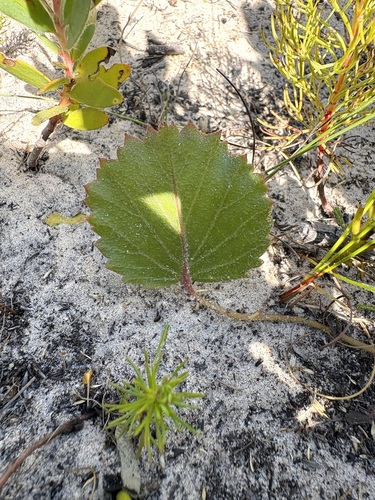false ovalleaf storksbill (Pelargonium elegans)
