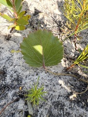 Pelargonium elegans, photograph (c) Charleen Brunke, some rights reserved (CC BY)