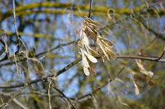 Acer negundo