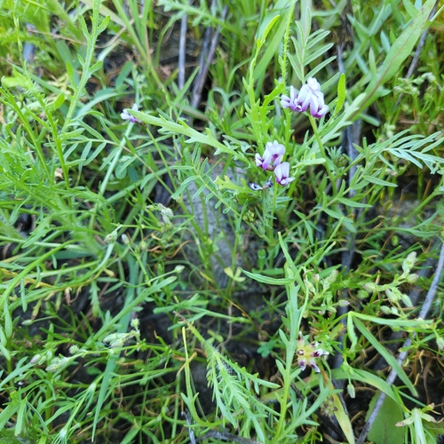 alkali milkvetch (Astragalus tener)