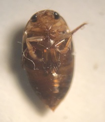 Laccophilus proximus