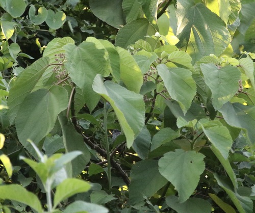 Urera caracasana (Urera caracasana)