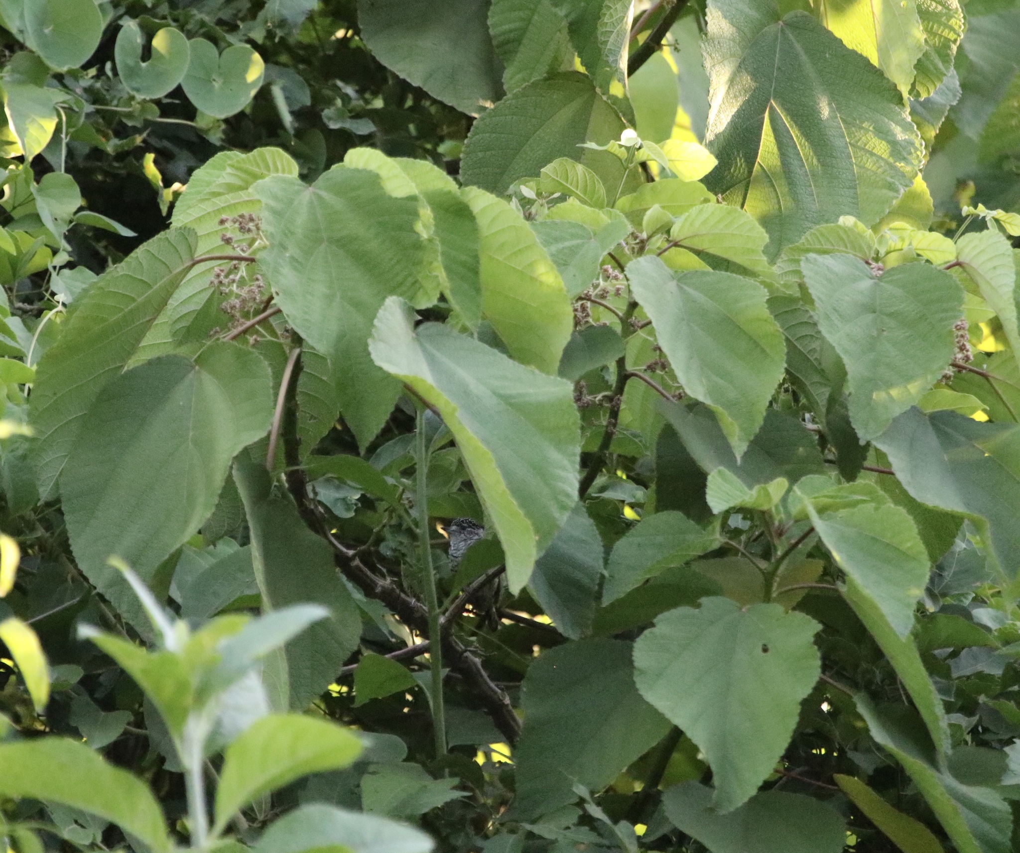 Urera Caracasana (Urera caracasana)