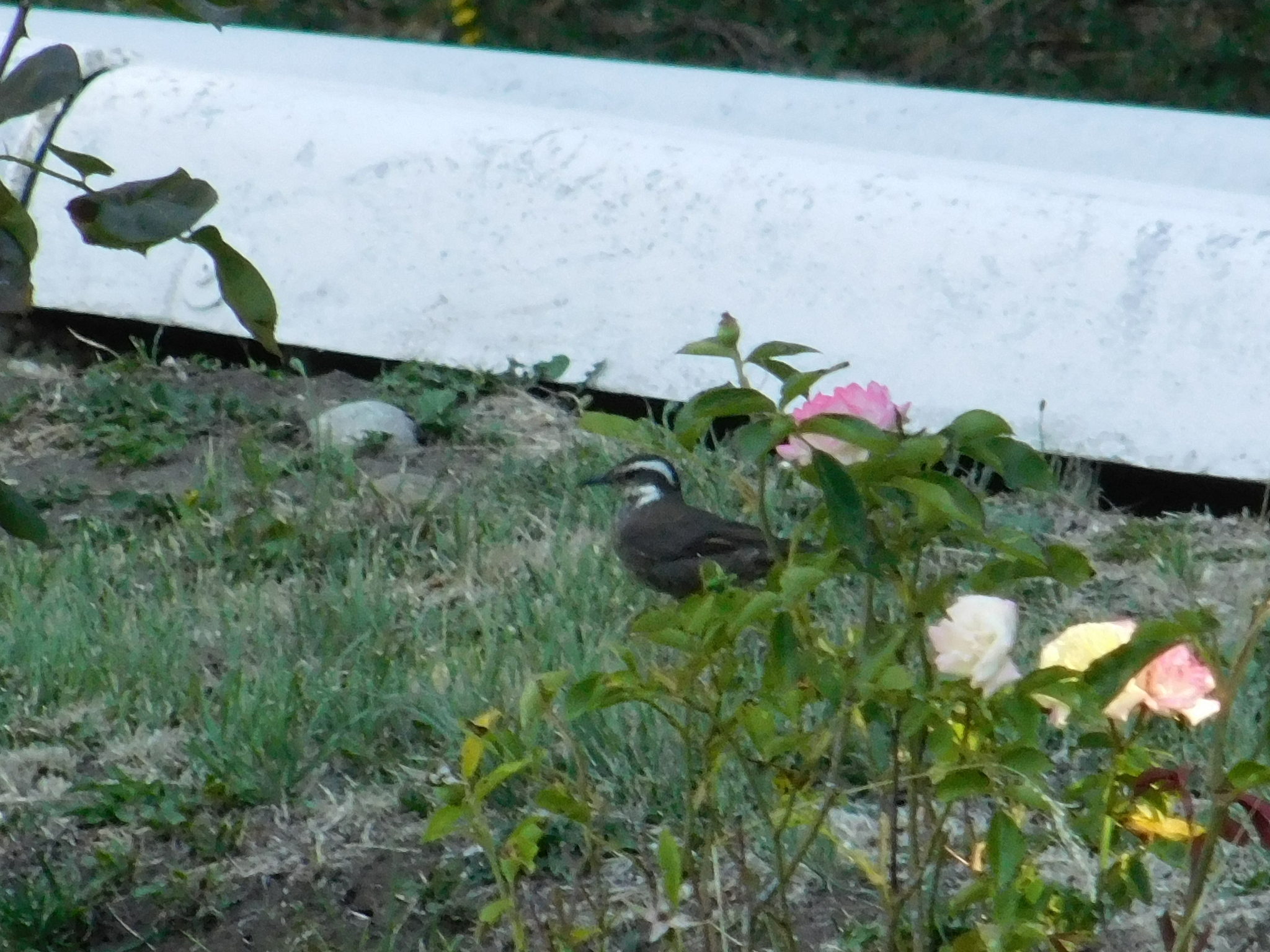 Dark-bellied Cinclodes (Cinclodes patagonicus), photo 10