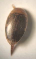 Laccophilus proximus