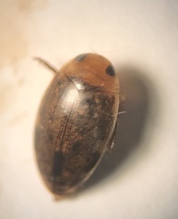 Laccophilus proximus