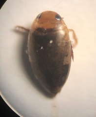 Laccophilus proximus