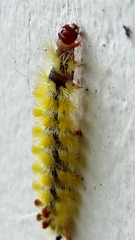 Lophocampa citrina