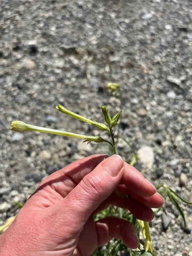manyflower tobacco (Nicotiana acuminata)