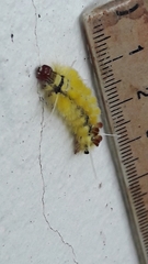 Lophocampa citrina