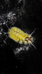 Lophocampa citrina