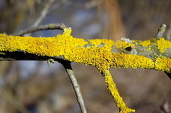 Xanthoria parietina