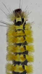 Lophocampa citrina