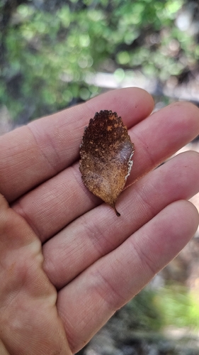 Hard Beech (Nothofagus truncata)