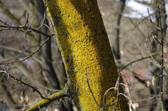 Xanthoria parietina