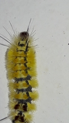 Lophocampa citrina