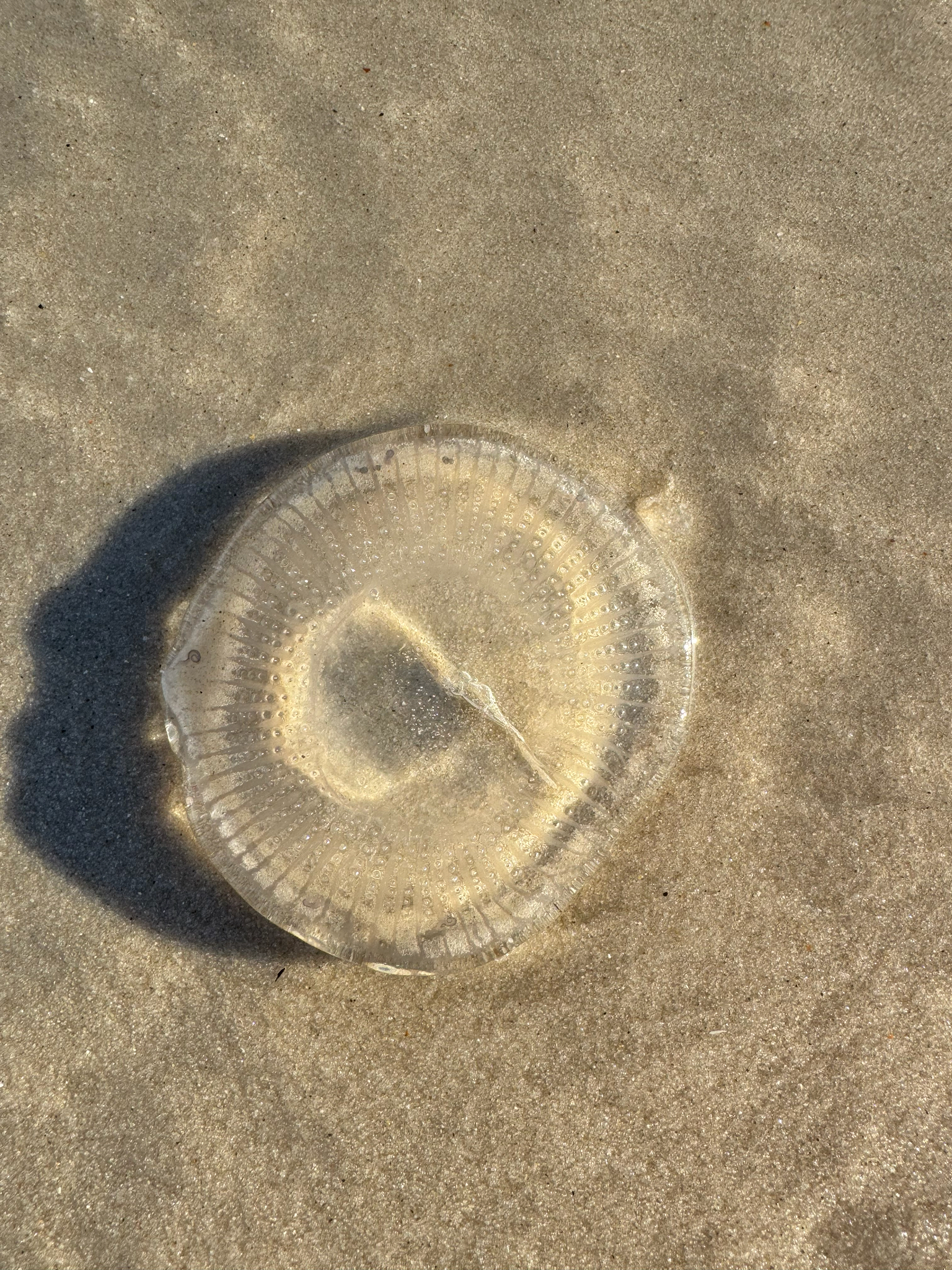 Rhacostoma atlanticum L.Agassiz, 1851