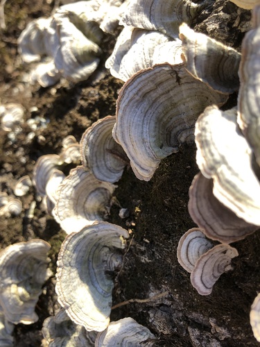 False Turkey-Tail
