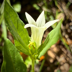(c) Caroline Kane, some rights reserved (CC BY) Spigelia texana, photograph (c) Caroline Kane, some rights reserved (CC BY)