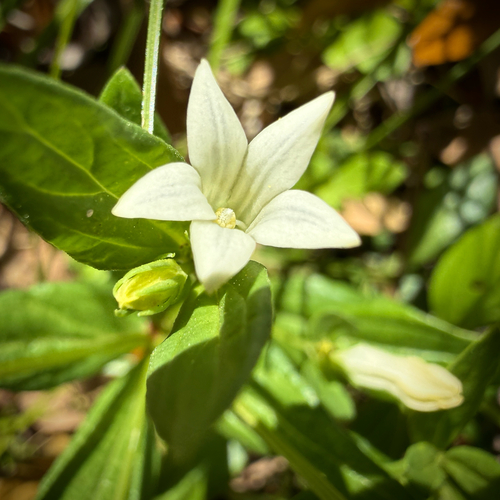 Texas pinkroot (Spigelia texana)