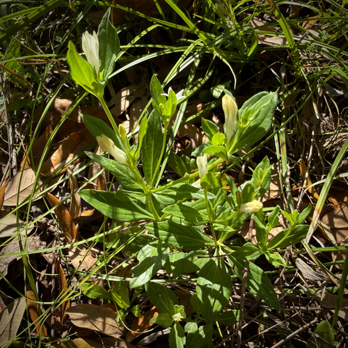 Spigelia texana, photograph 5