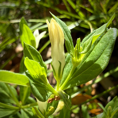 (c) Caroline Kane, some rights reserved (CC BY) Spigelia texana, photograph (c) Caroline Kane, some rights reserved (CC BY)