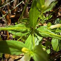 Spigelia texana, photograph (c) Caroline Kane, some rights reserved (CC BY)
