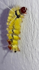 Lophocampa citrina