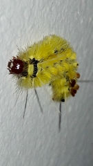 Lophocampa citrina