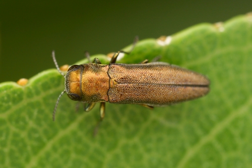 Agrilus margotanae