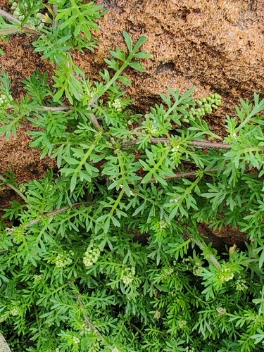Lesser swine-cress