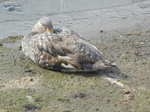 Flying Steamer Duck (Tachyeres patachonicus), photo 7