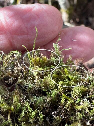 Sematophyllum adnatum observed 2026-02-02