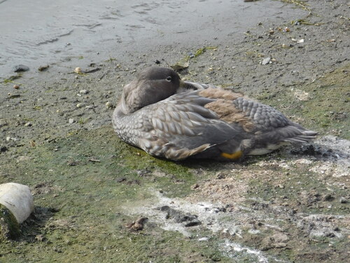 Flying Steamer Duck (Tachyeres patachonicus), photo 8