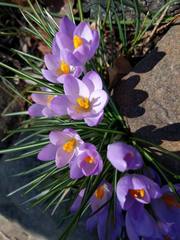 Crocus vernus