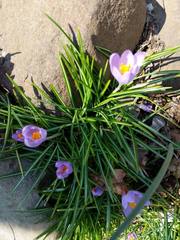 Crocus vernus