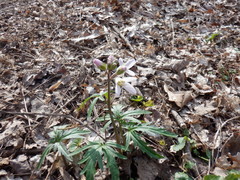 Cardamine concatenata