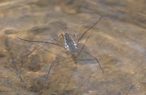 Observations by jweaver22 · iNaturalist