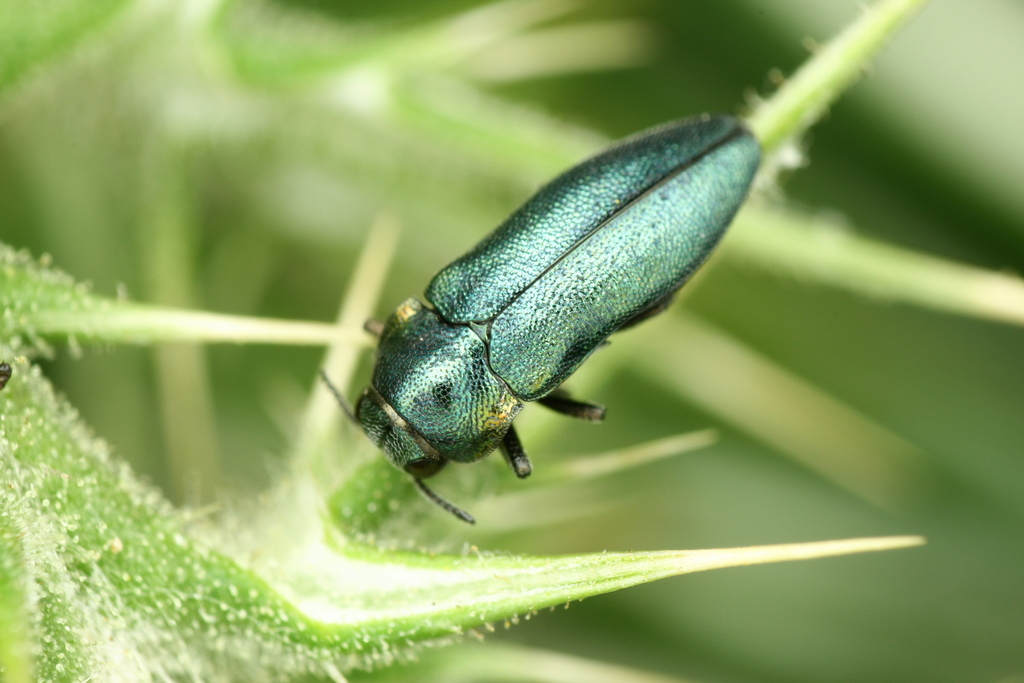 Meliboeus oliveri