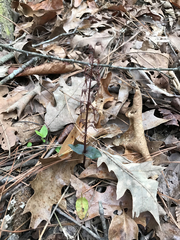 Neottia bifolia