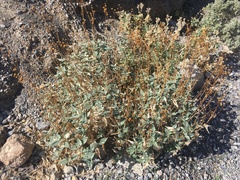 Bahiopsis reticulata