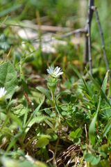 Cerastium pumilum