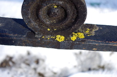 Xanthoria parietina