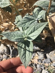 Bahiopsis reticulata