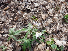 Cardamine concatenata