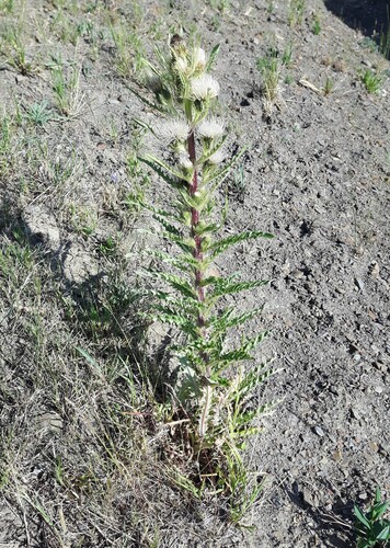 Elk Thistle (Cirsium scariosum)