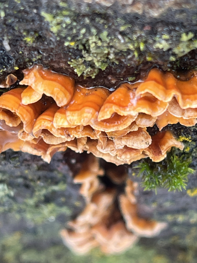 Stereum complicatum · March 2026 · photo: © matthias55 (iNaturalist, cc0)