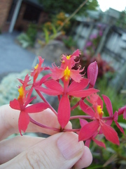 Epidendrum ibaguense