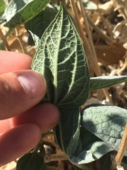 Bahiopsis reticulata