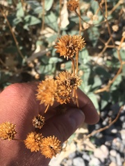 Bahiopsis reticulata